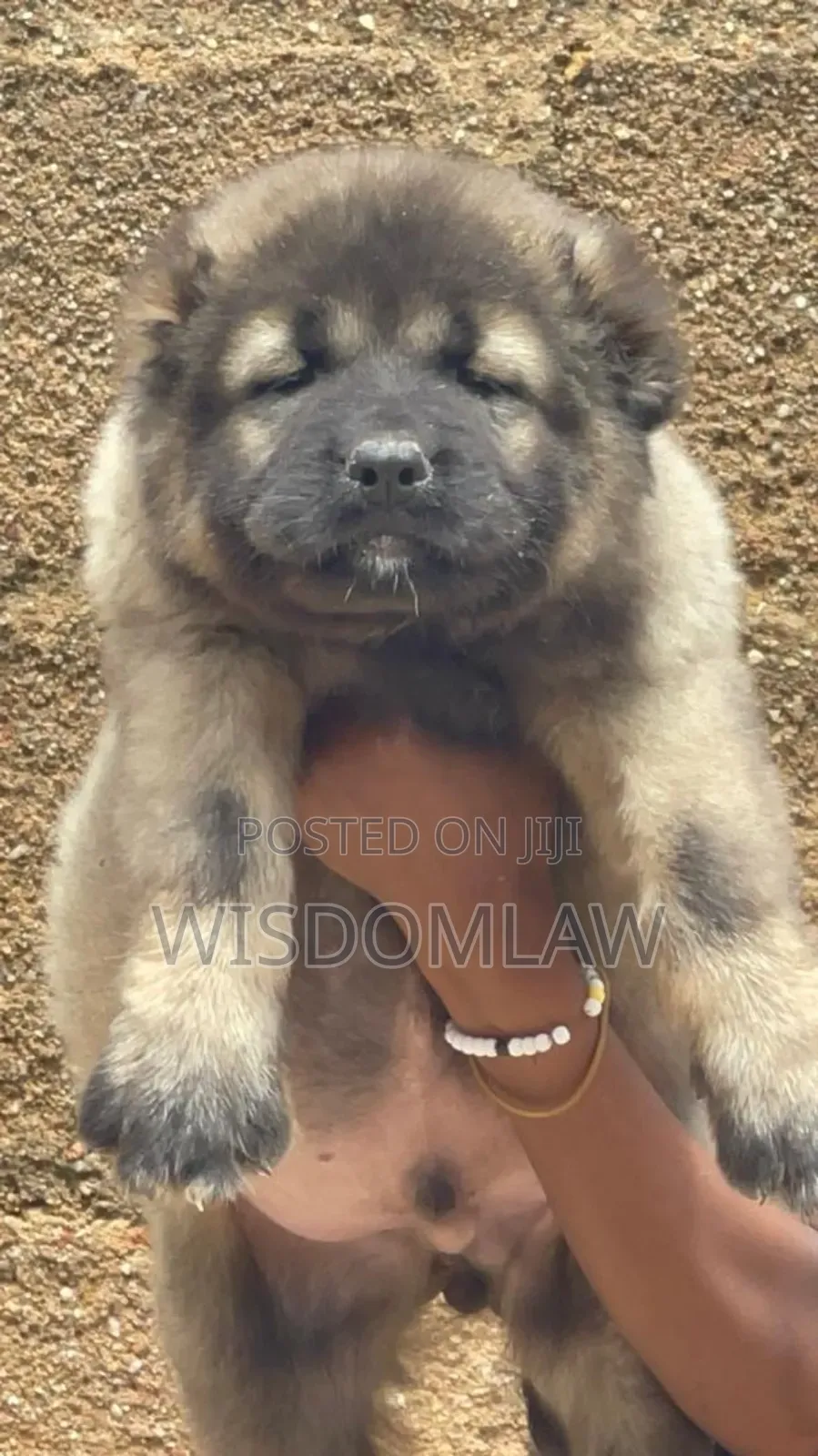 1-3 months Male Purebred Caucasian Shepherd