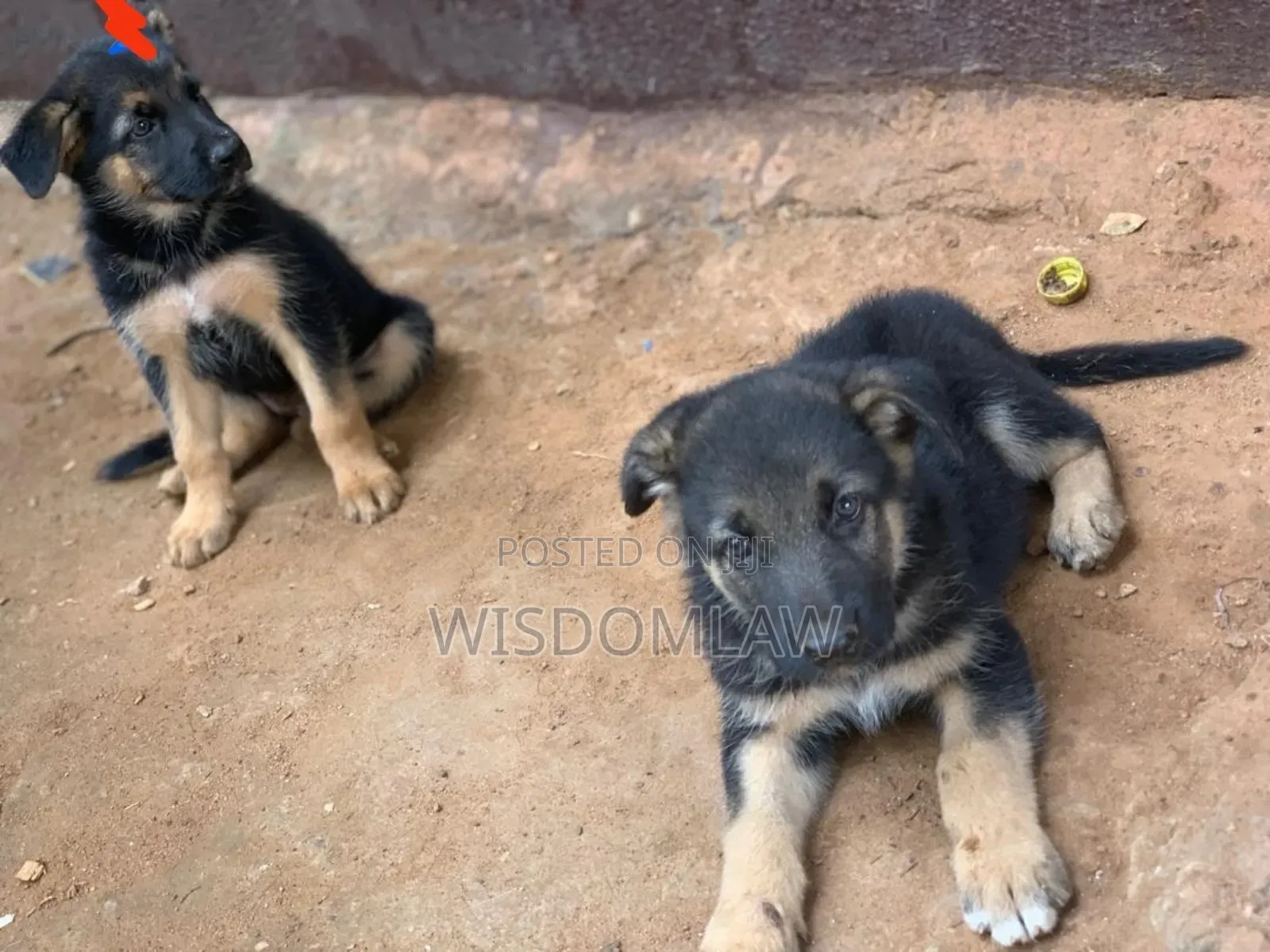 1-3 months Male Purebred German Shepherd
