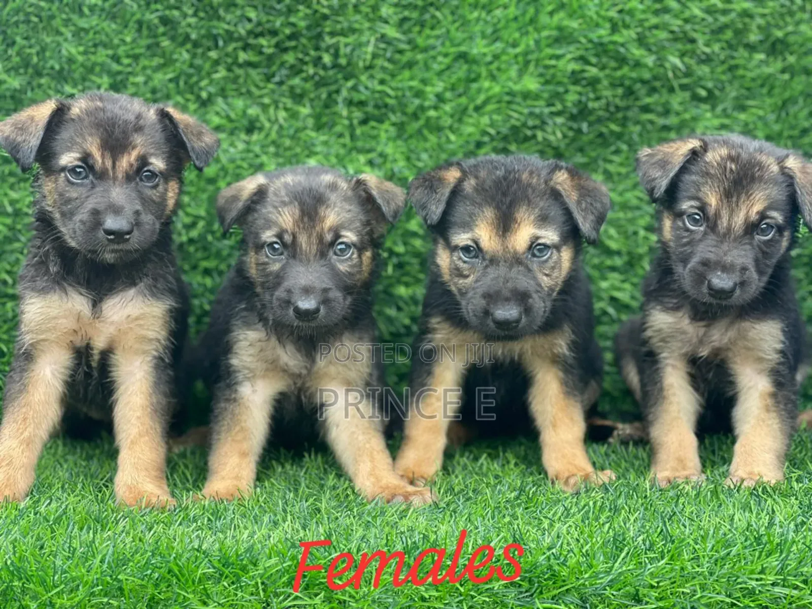 1-3 months Female Purebred German Shepherd