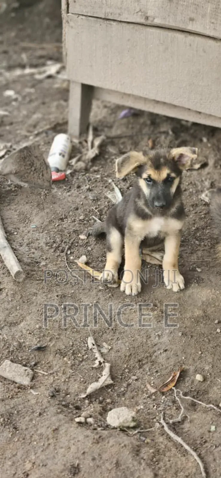 1-3 months Female Purebred German Shepherd