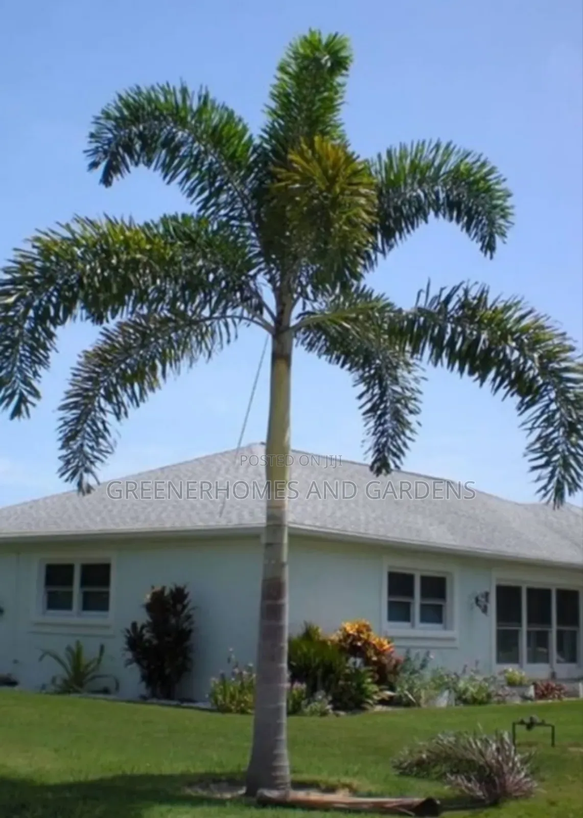 Foxtail Palm