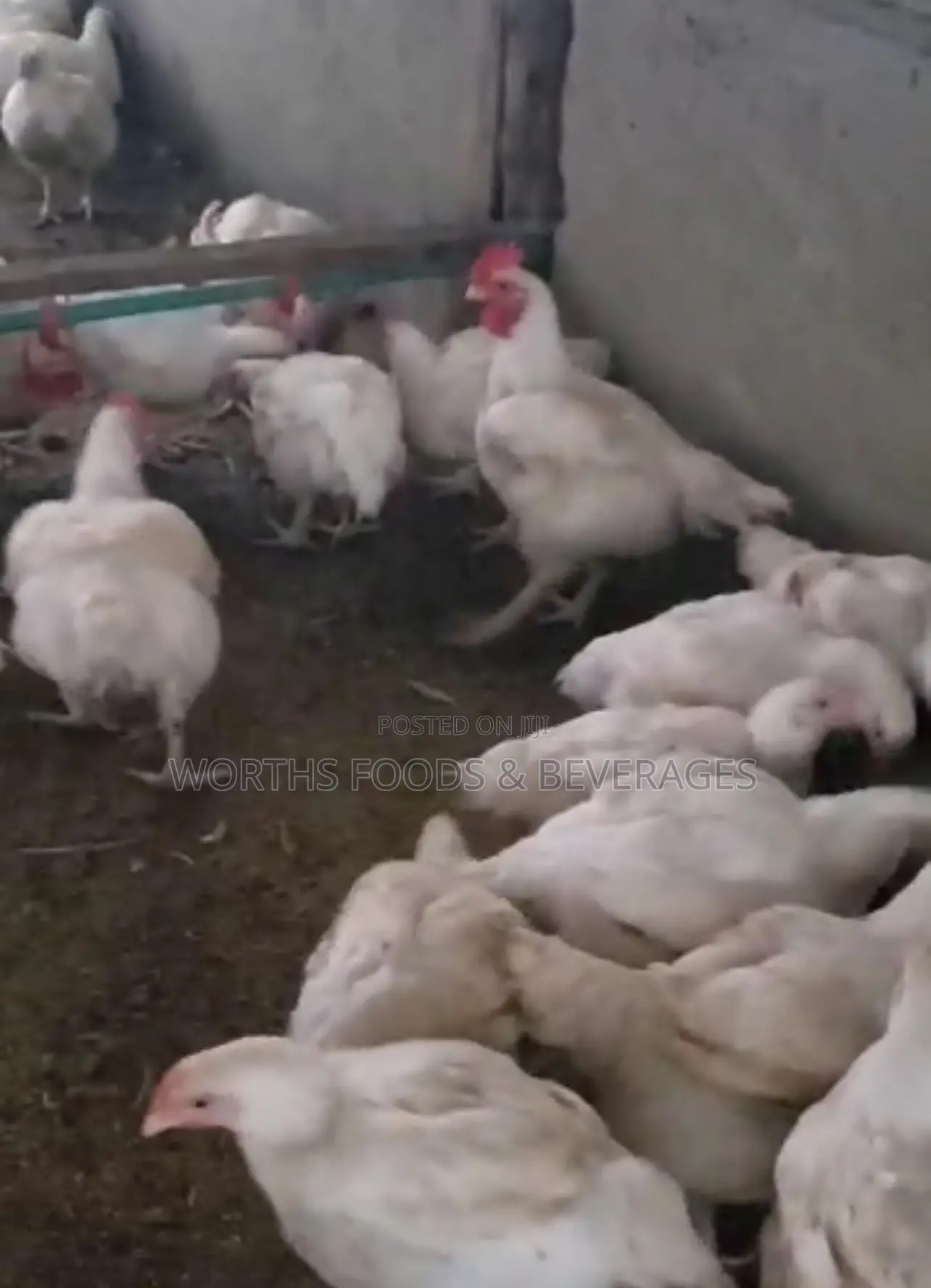Giant Big Broilers Chicken for Sales