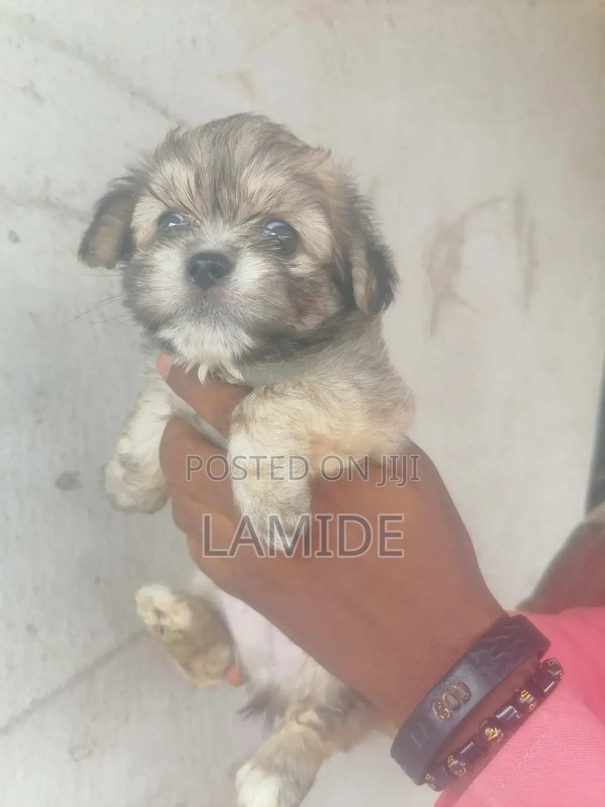 1-3 months Male Purebred Lhasa Apso