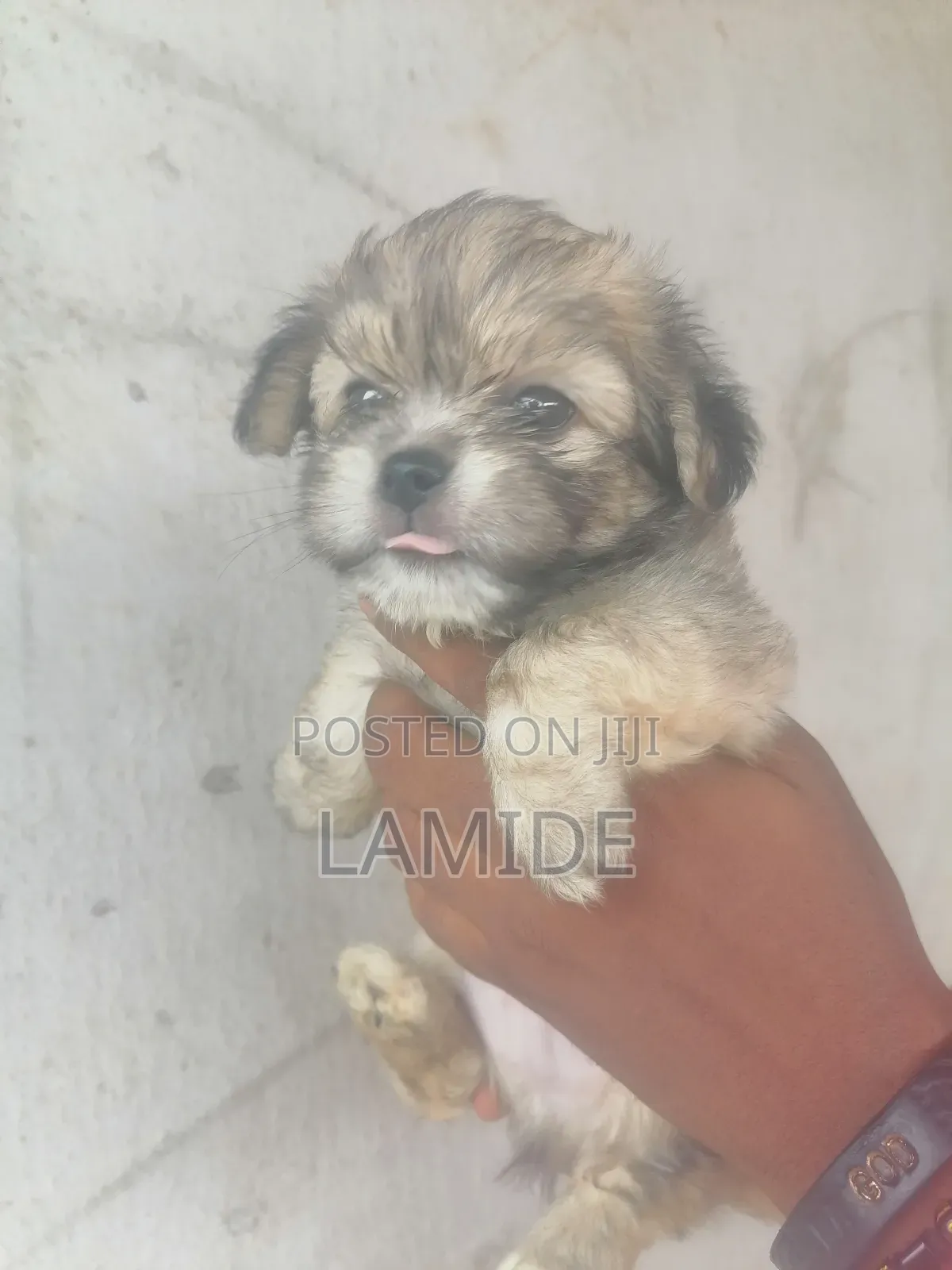 1-3 months Male Purebred Lhasa Apso