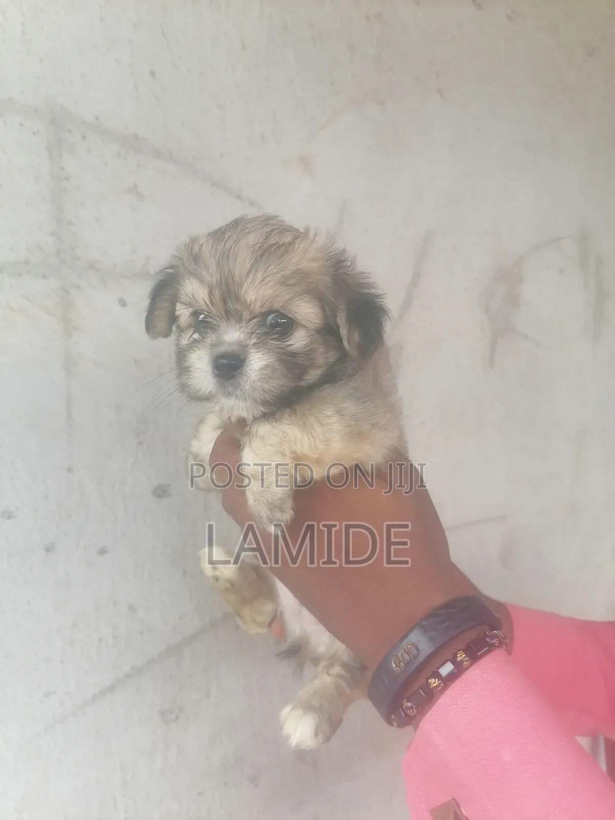 1-3 months Male Purebred Lhasa Apso
