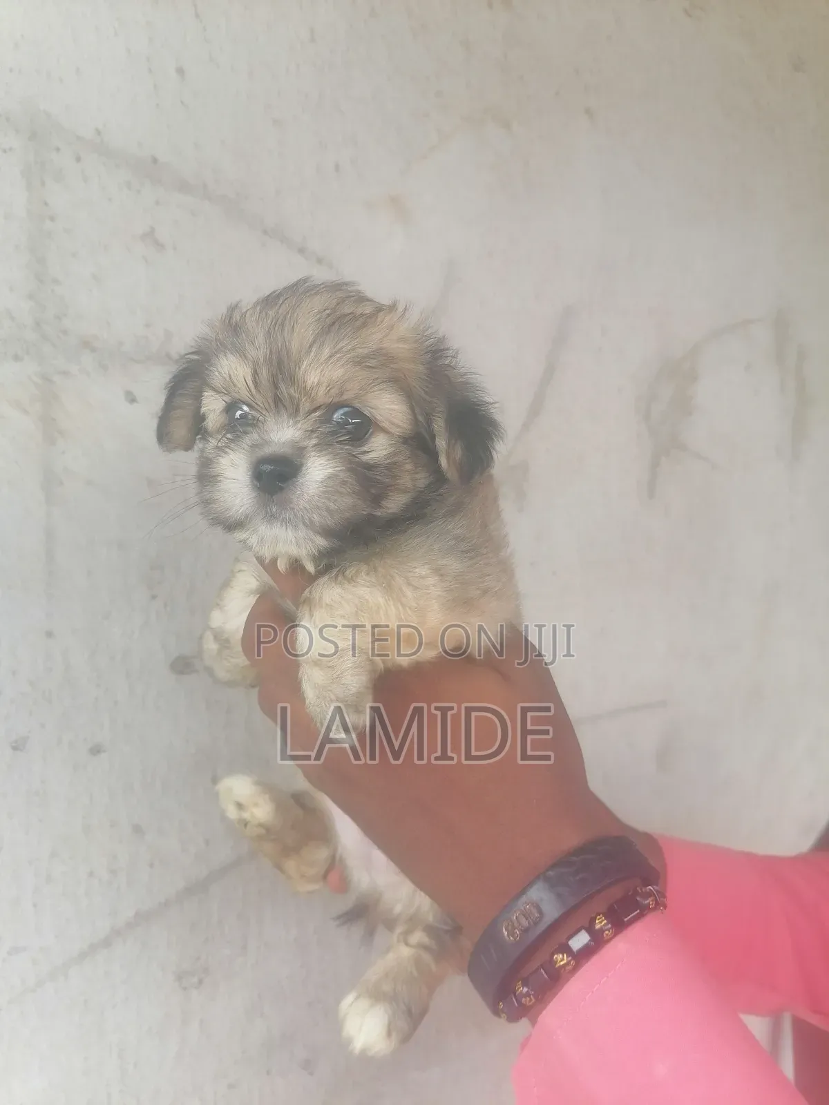 1-3 months Male Purebred Lhasa Apso