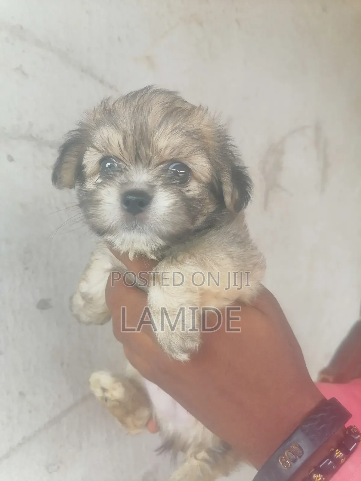 1-3 months Male Purebred Lhasa Apso
