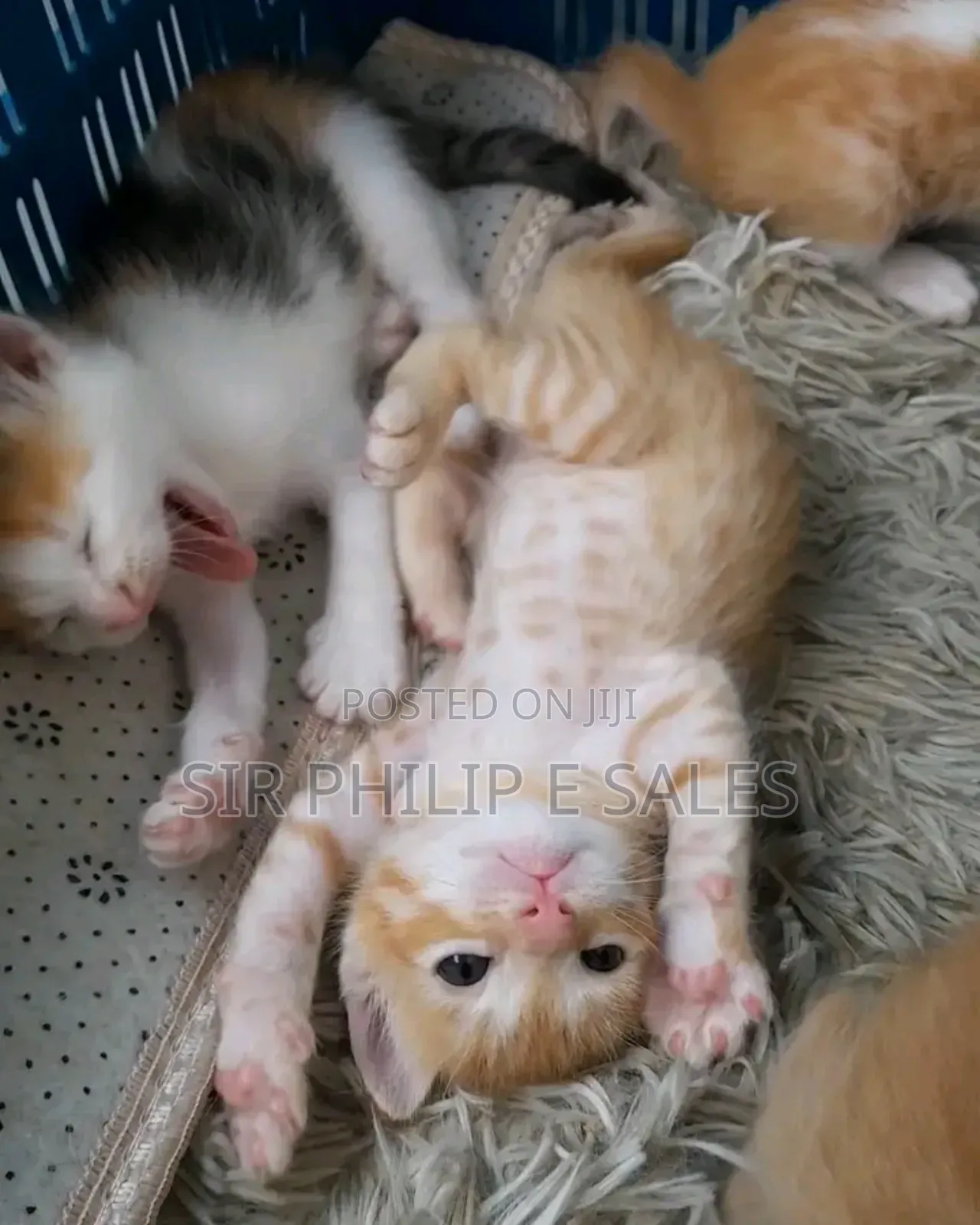 1-3 months Female Purebred Cat