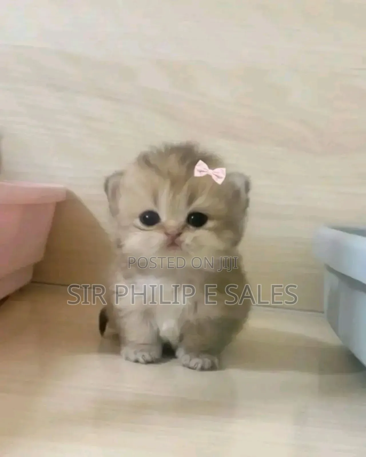1-3 months Female Purebred Cat
