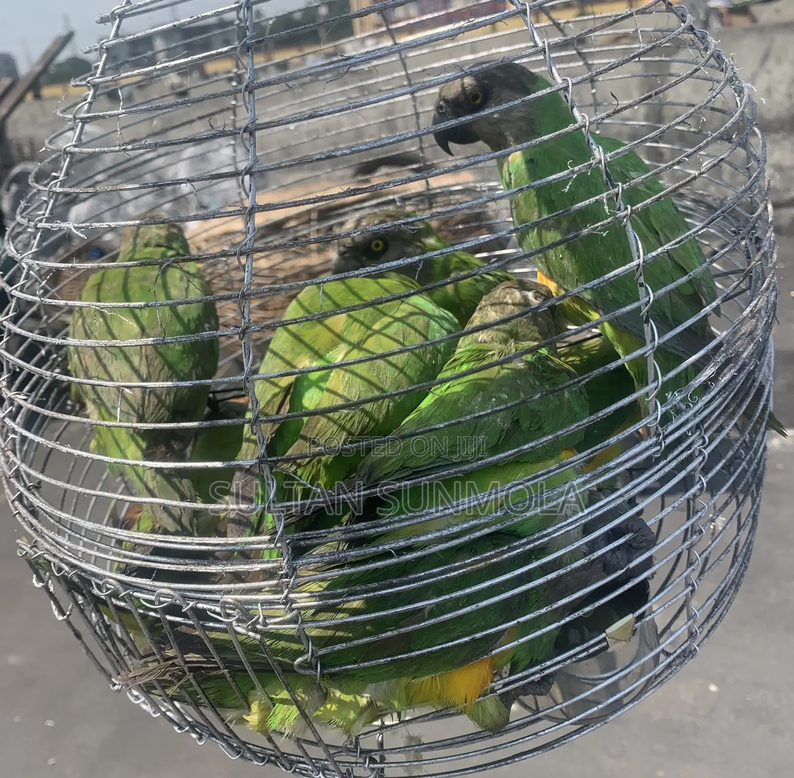 Senegalese Parrots