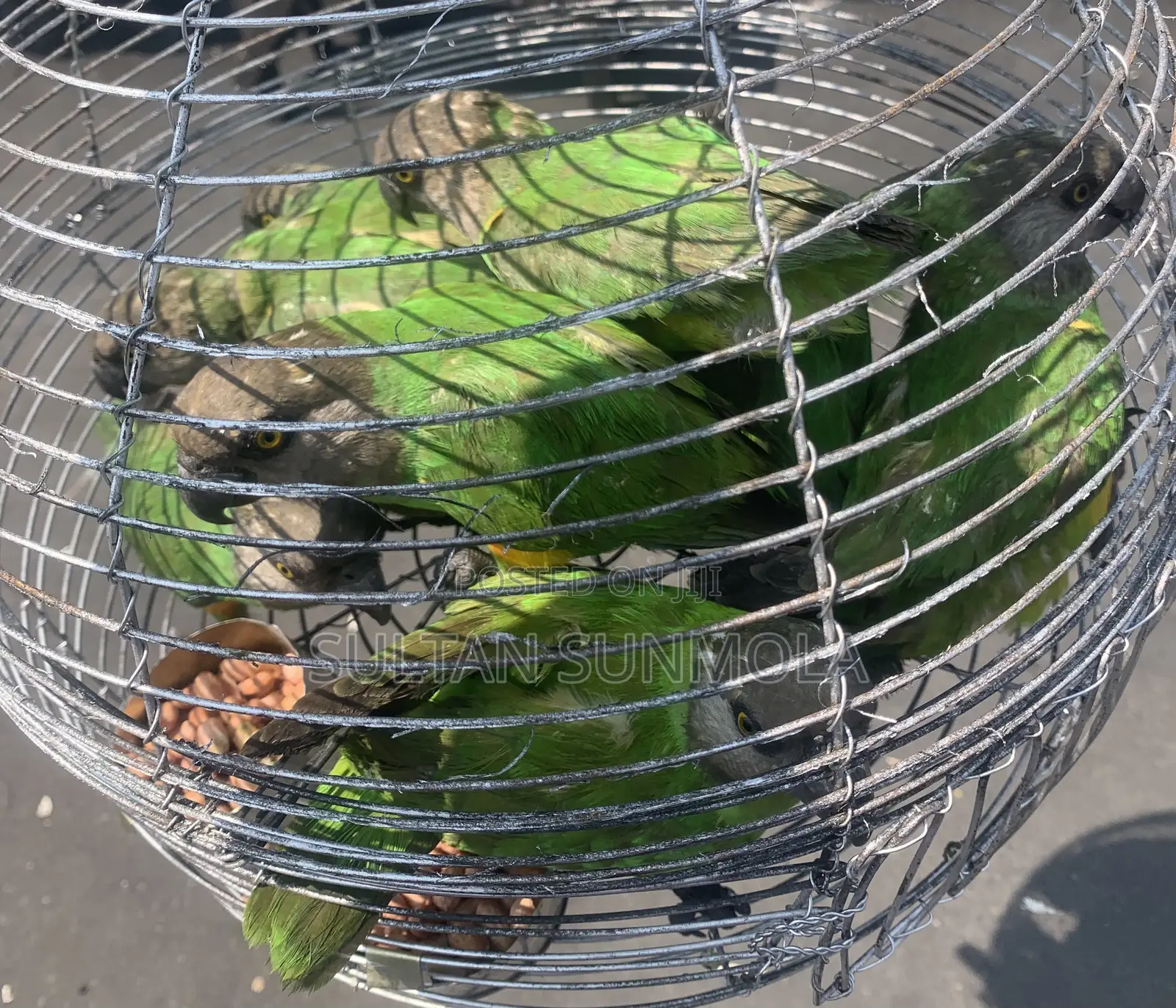 Senegalese Parrots