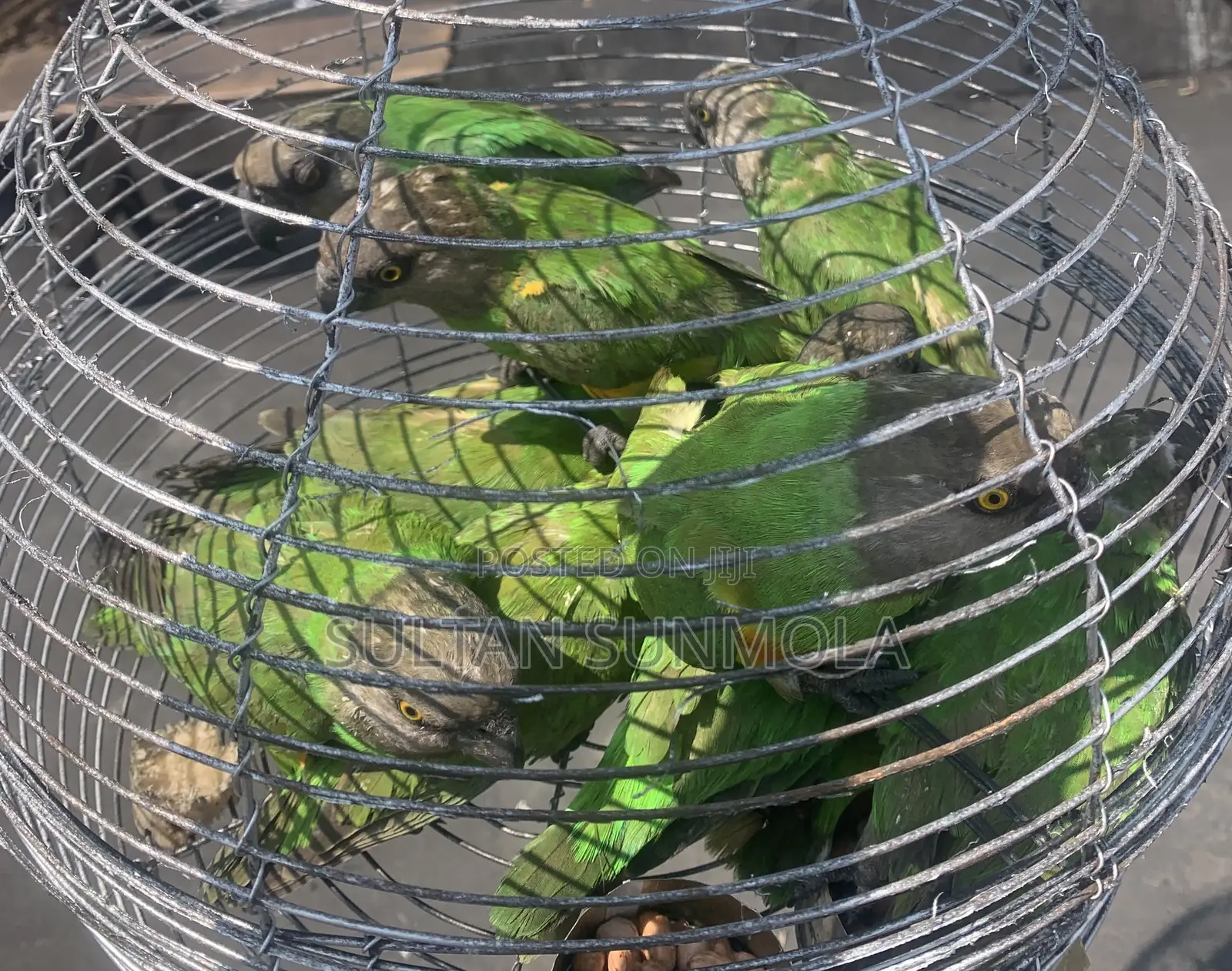 Senegalese Parrots