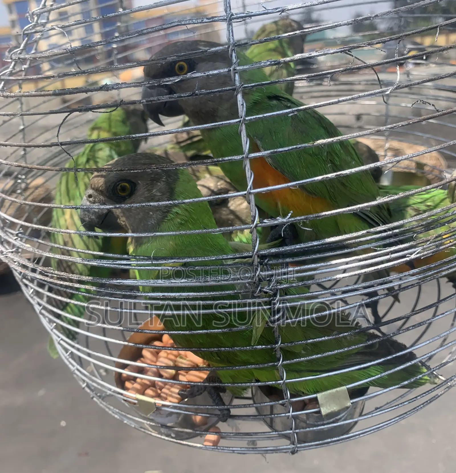 Senegalese Parrots