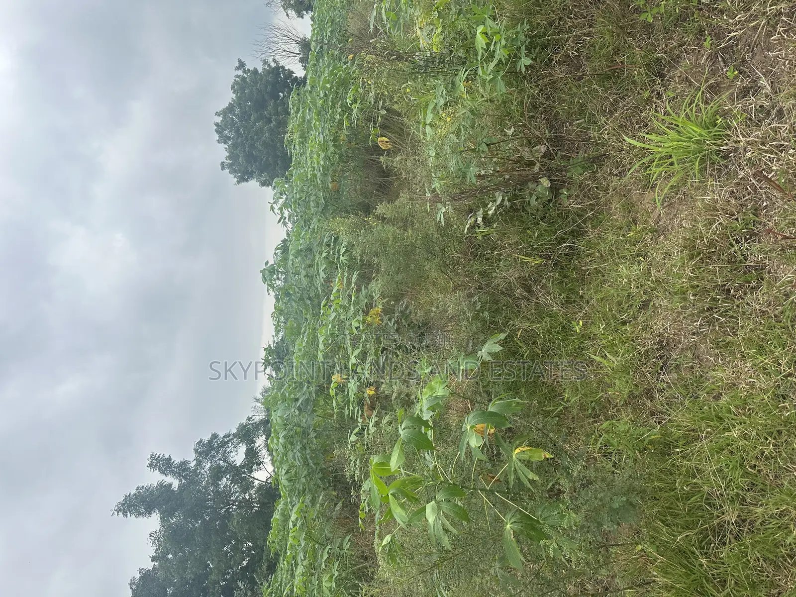 30 Acres at Km 8, Off Iseyin to Ibadan Express Road, Iseyin