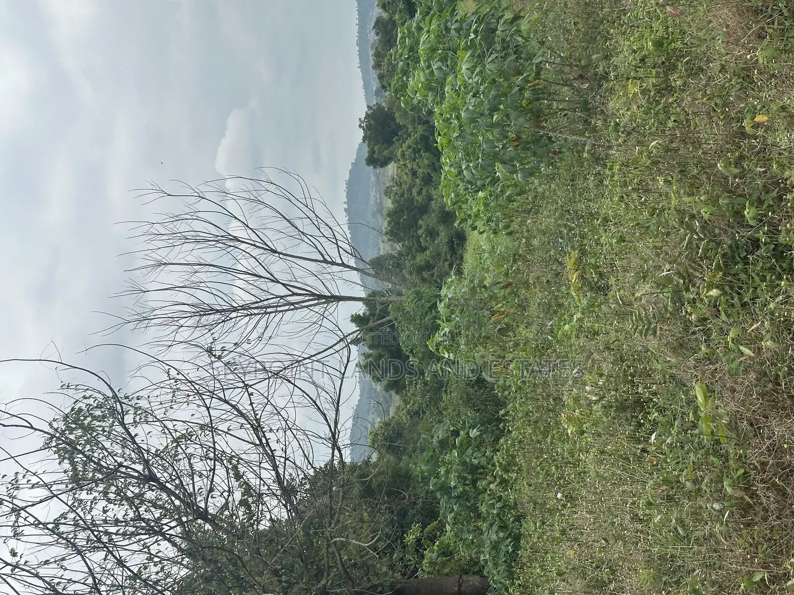 30 Acres at Km 8, Off Iseyin to Ibadan Express Road, Iseyin