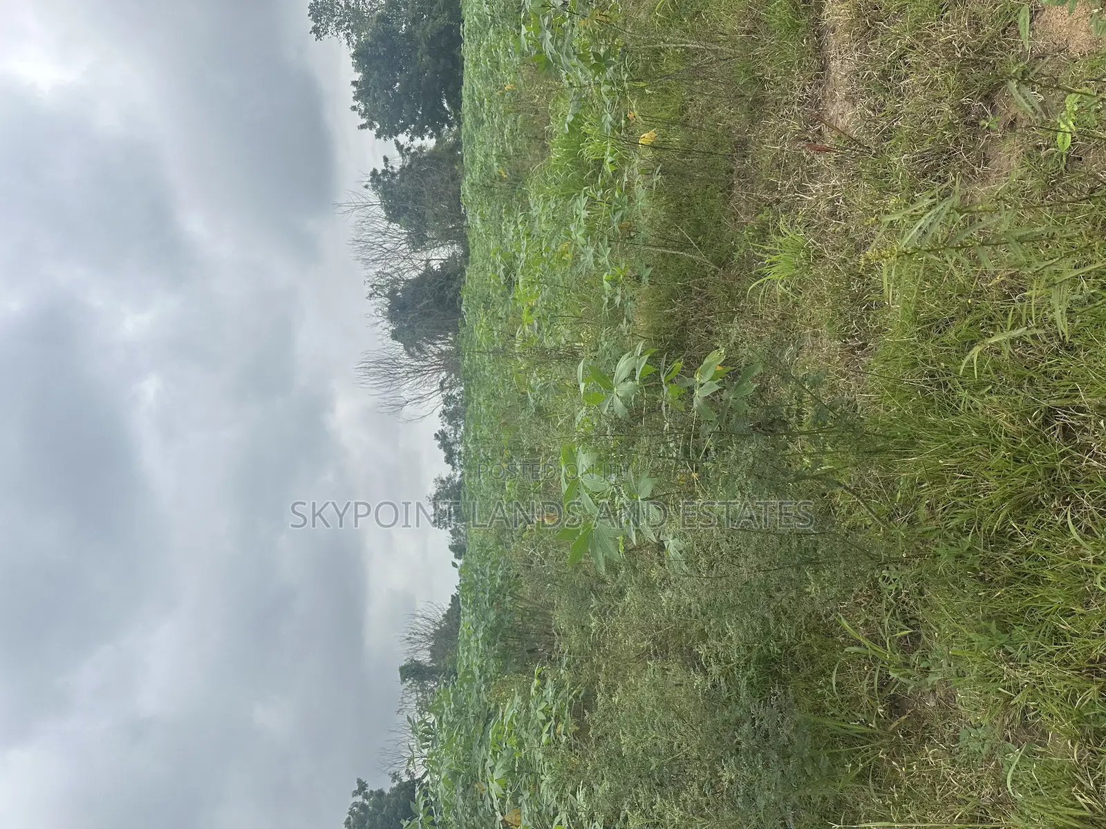 30 Acres at Km 8, Off Iseyin to Ibadan Express Road, Iseyin