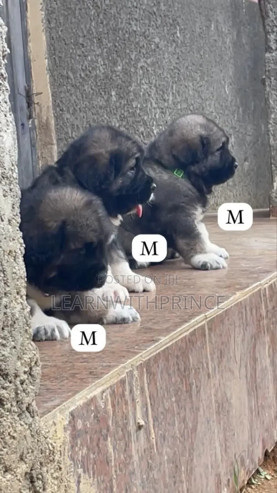 1-3 months Male Purebred Caucasian Shepherd