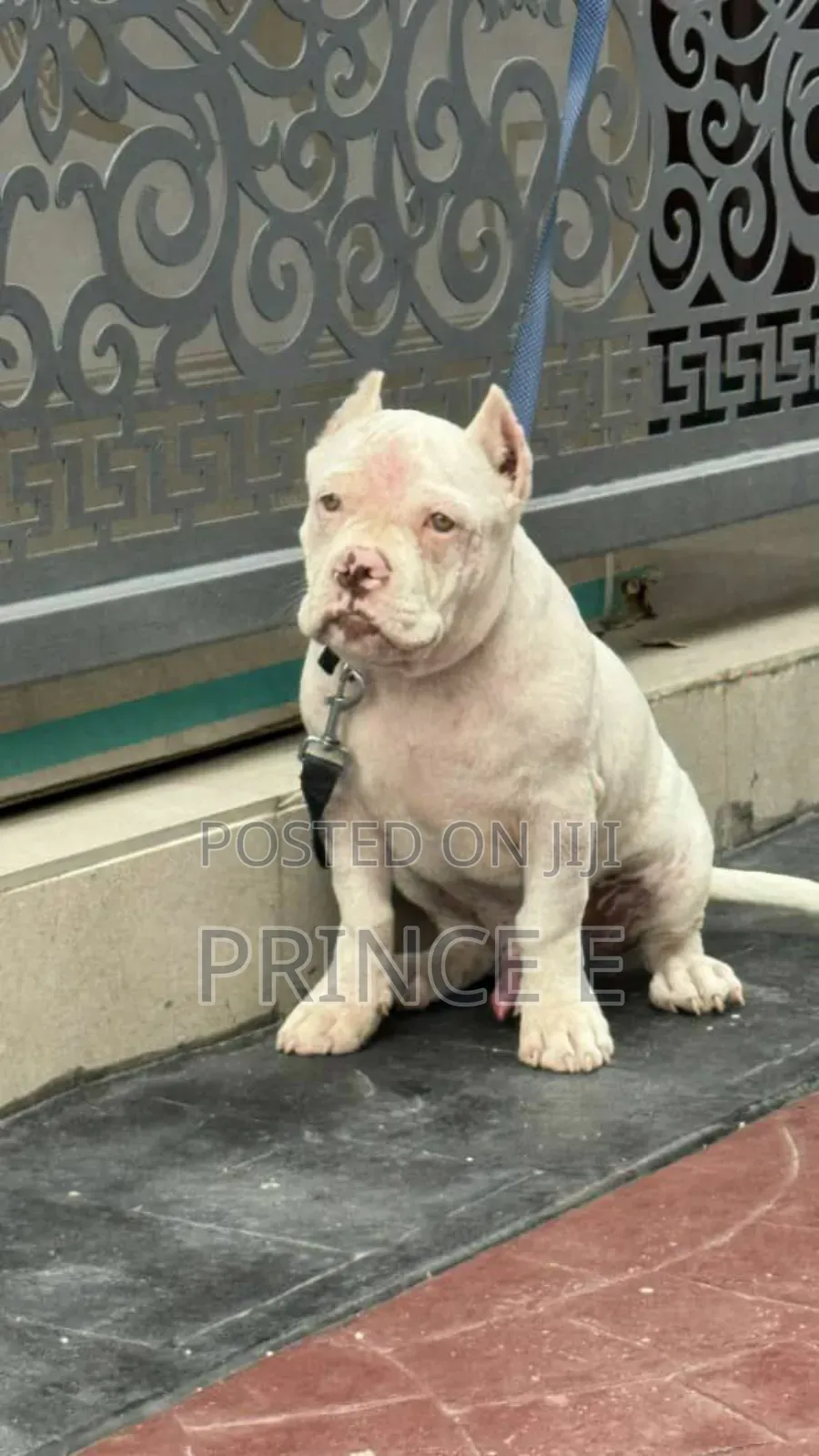 1-3 months Male Purebred American Bully