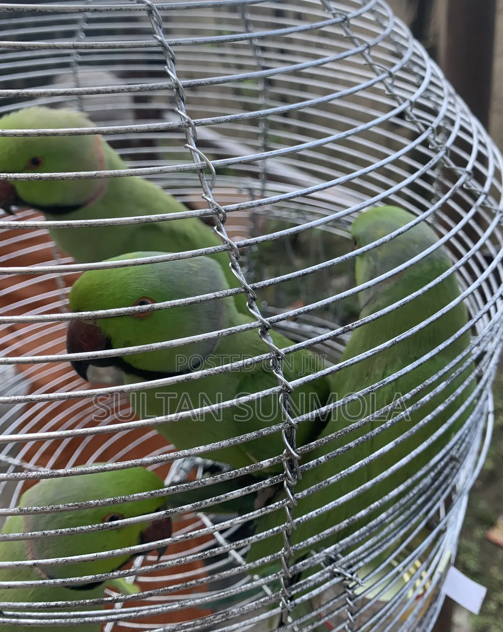 Indian Ringneck Parrots/ Parakeets