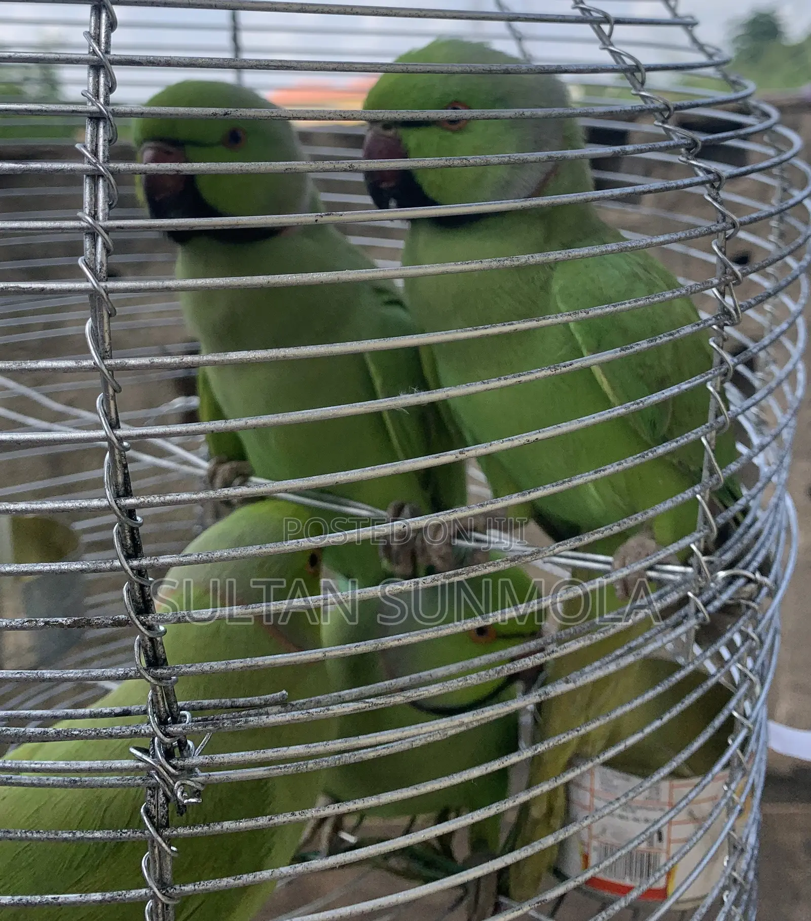 Indian Ringneck Parrots/ Parakeets