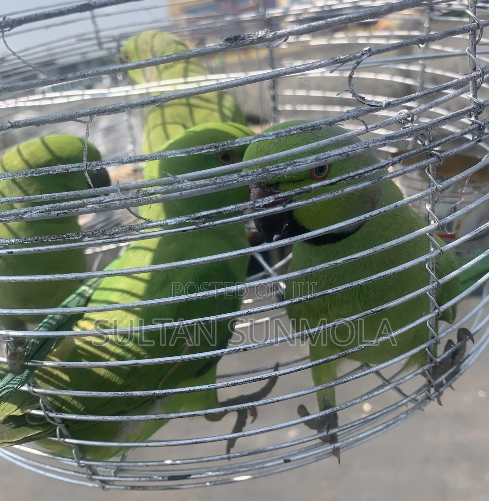 Indian Ringneck Parrots/ Parakeets