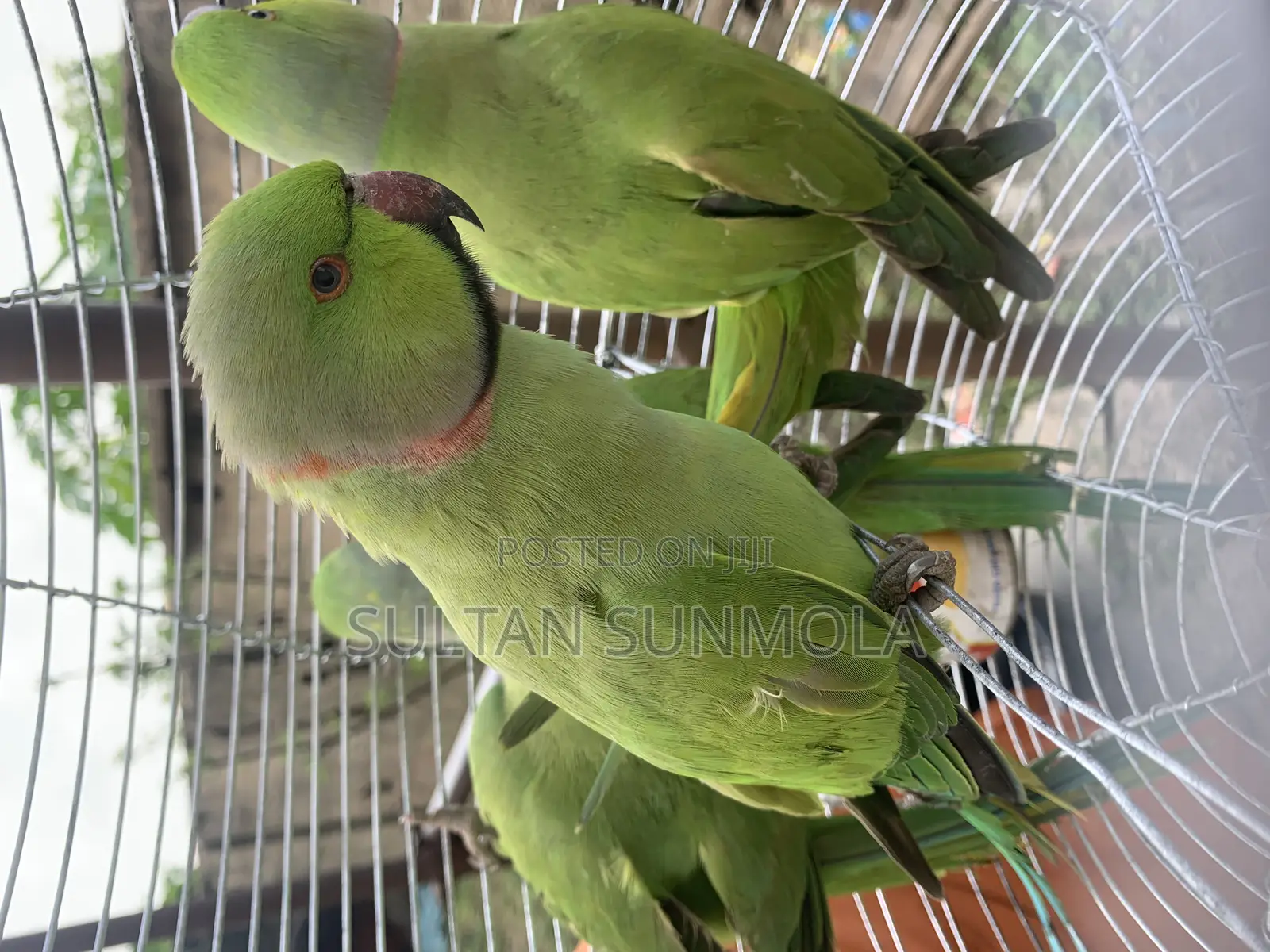 Indian Ringneck Parrots/ Parakeets