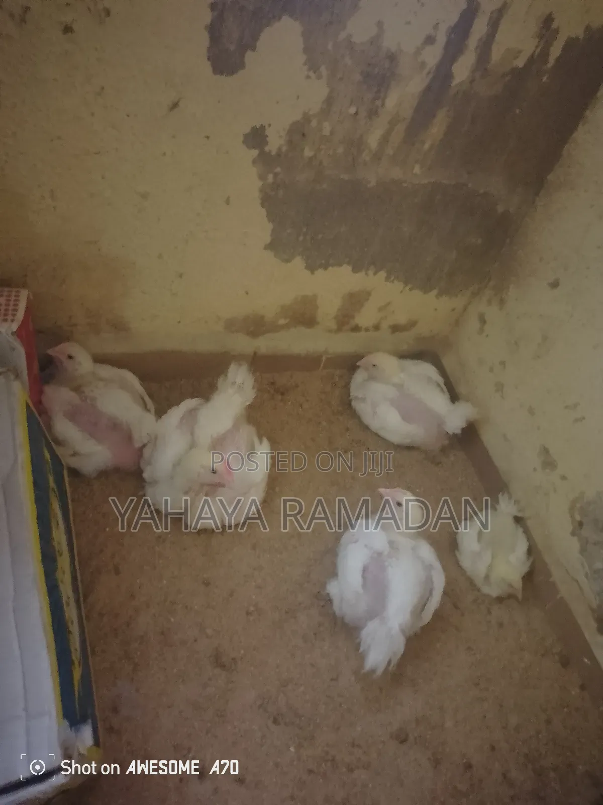 Chicken for December