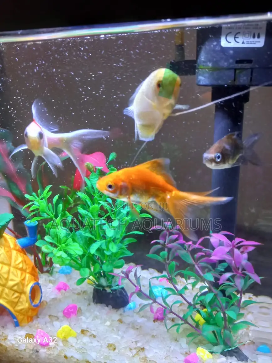 Aquarium Fish