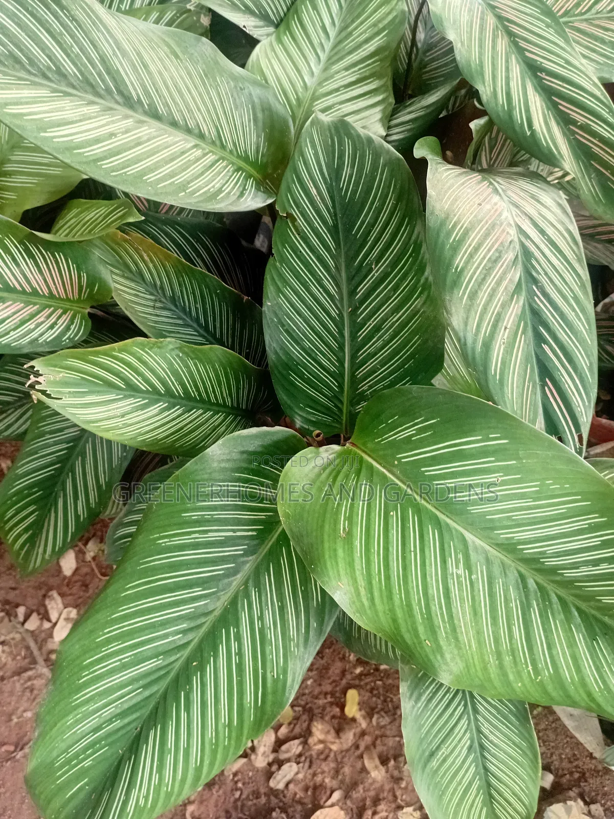 Calatheas Plant