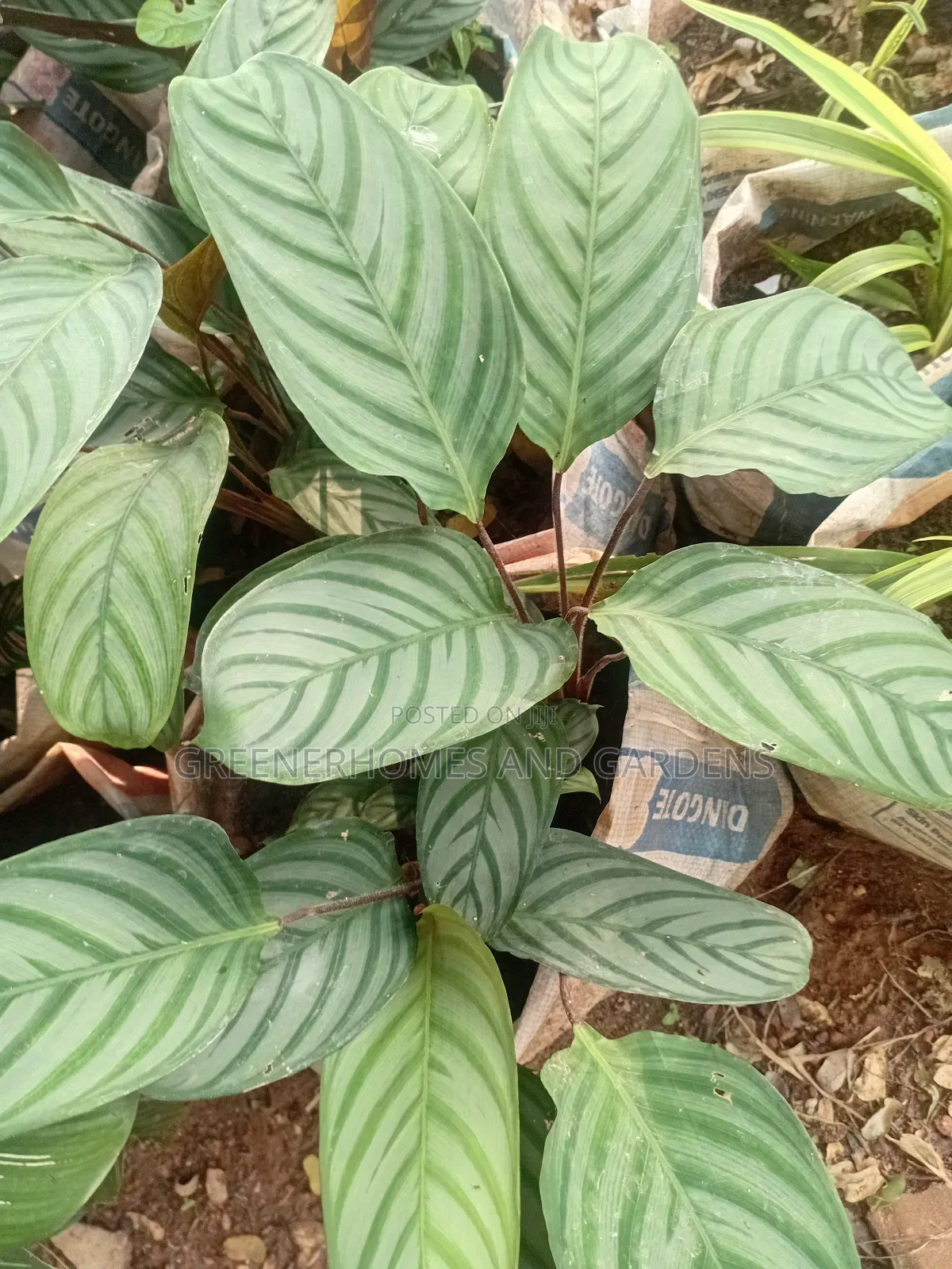 Calatheas Plant