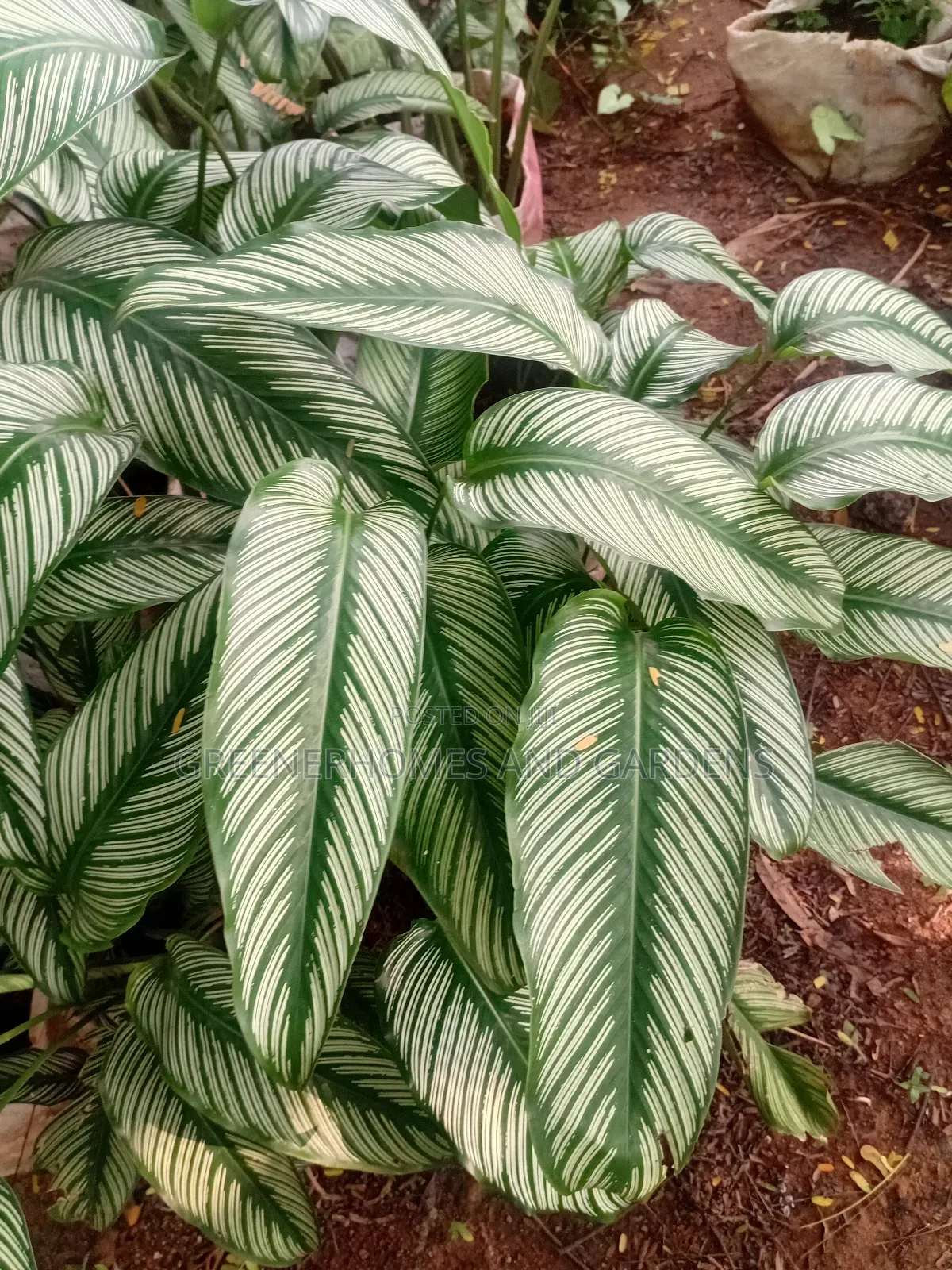 Calatheas Plant