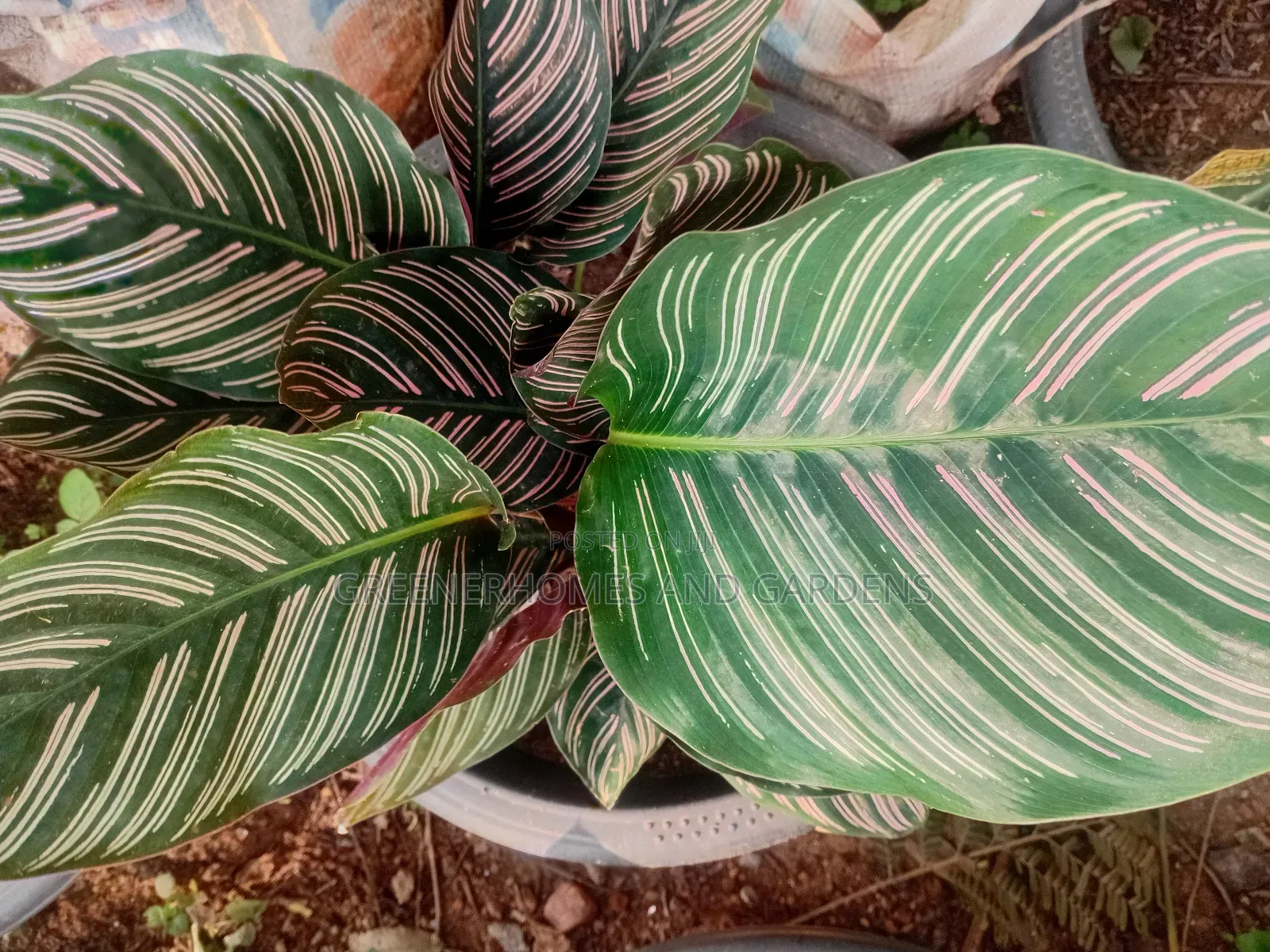 Calatheas Plant