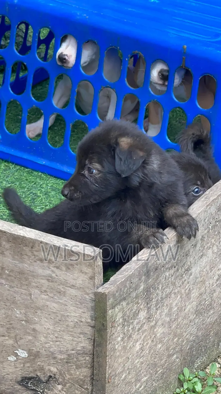 1-3 months Male Purebred German Shepherd