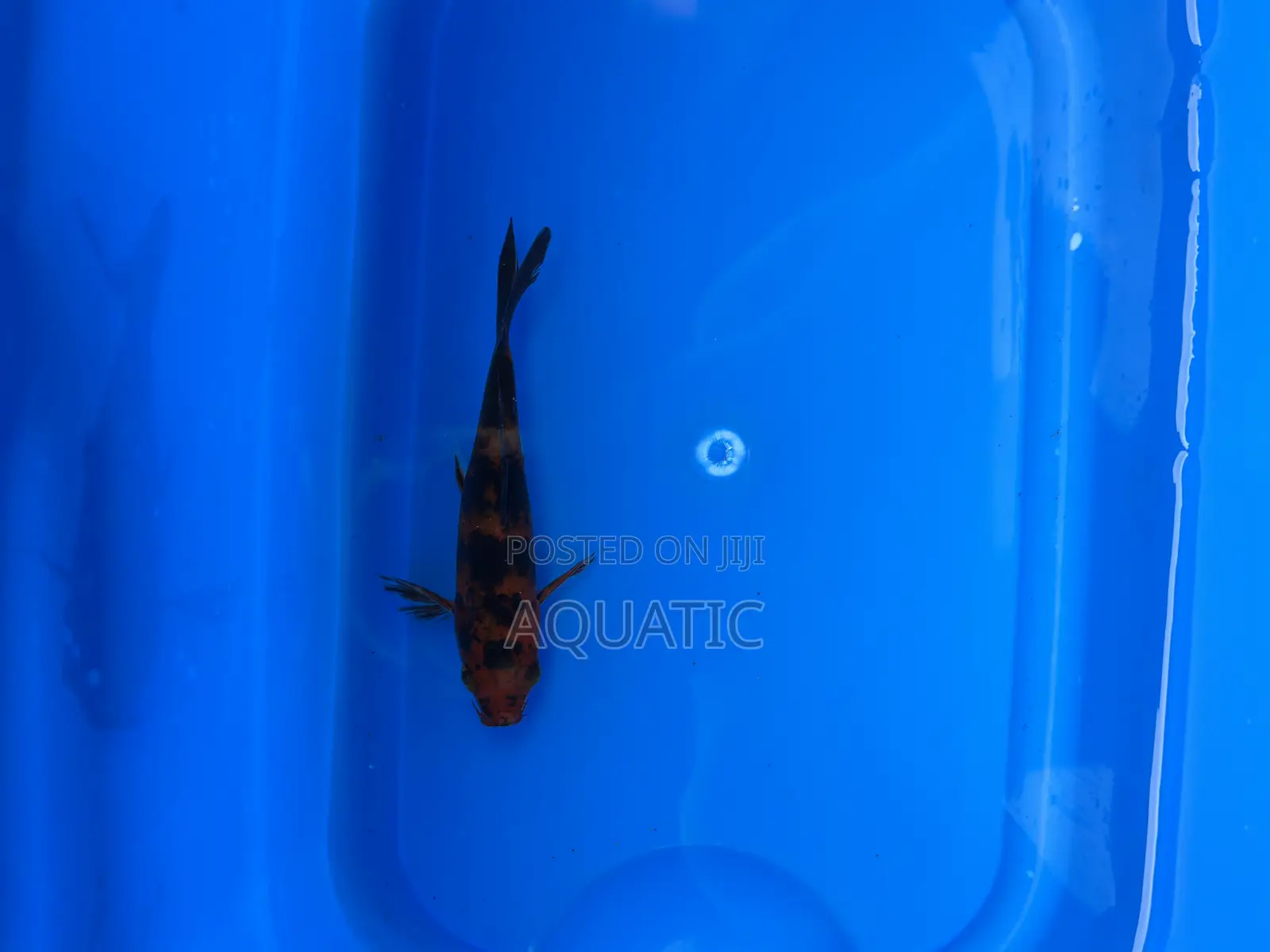Koi Fish 15cm