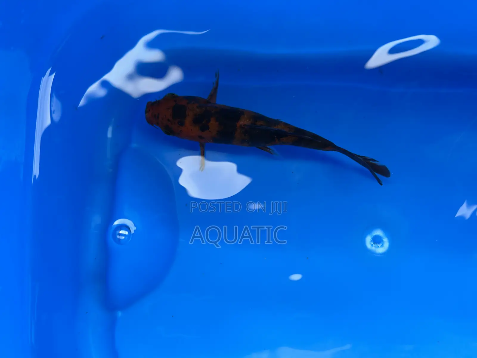 Koi Fish 15cm