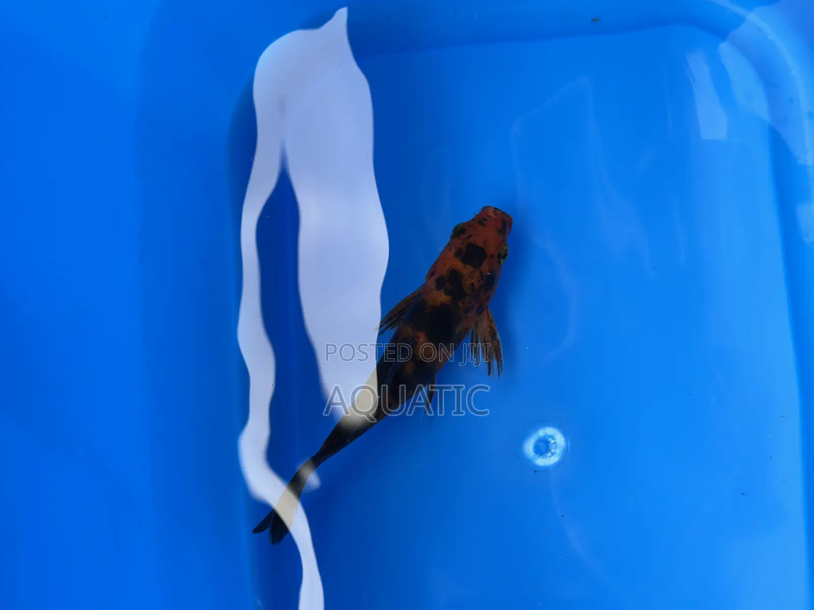 Koi Fish 15cm