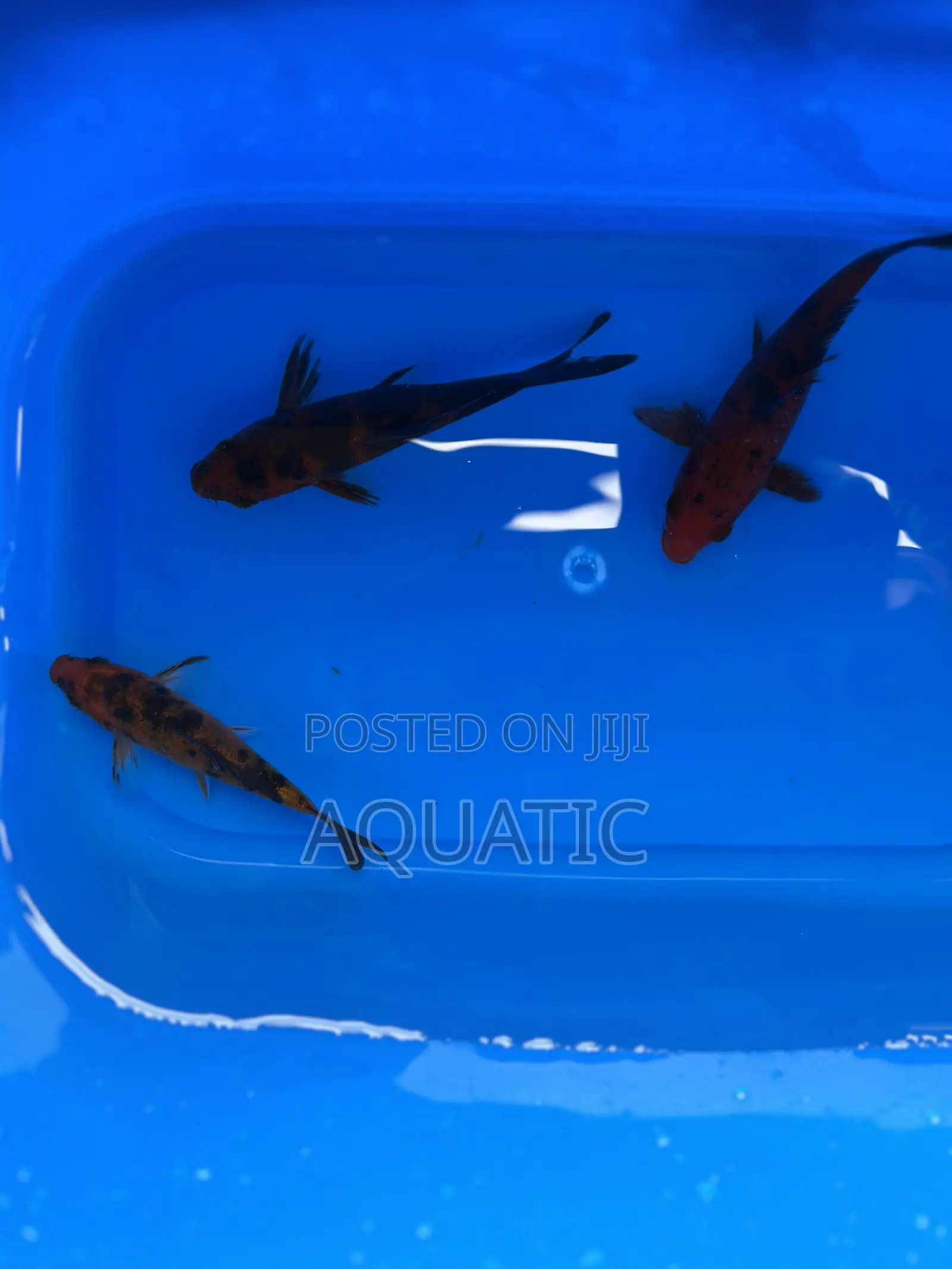 Koi Fishes 20cm