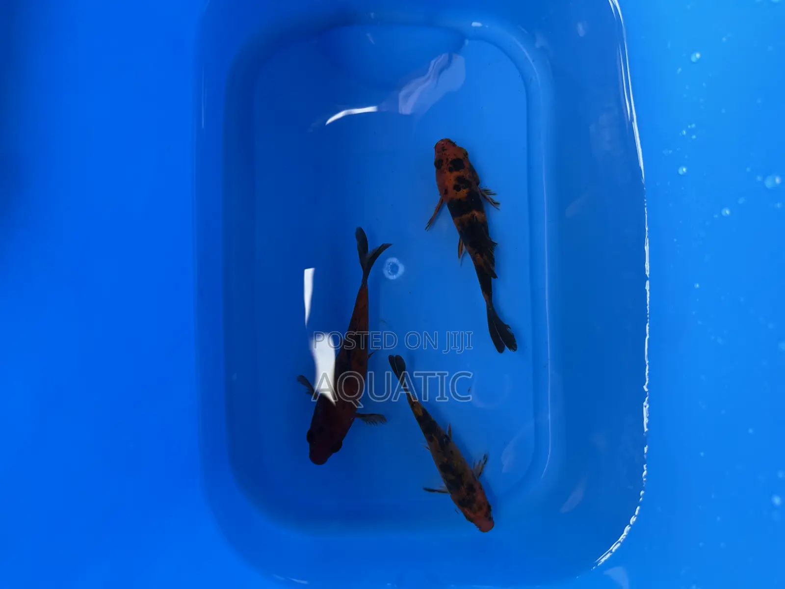 Koi Fishes 20cm