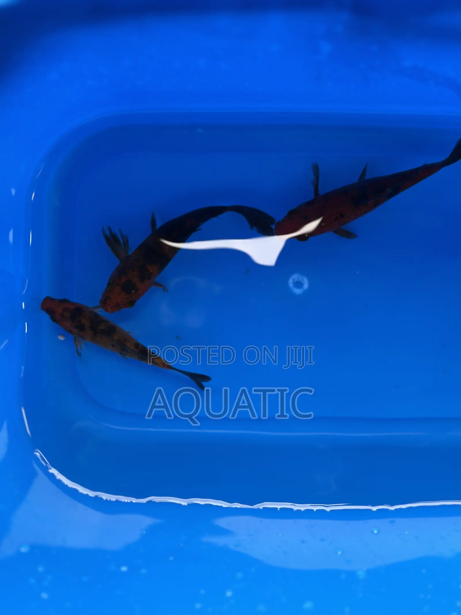 Koi Fishes 20cm