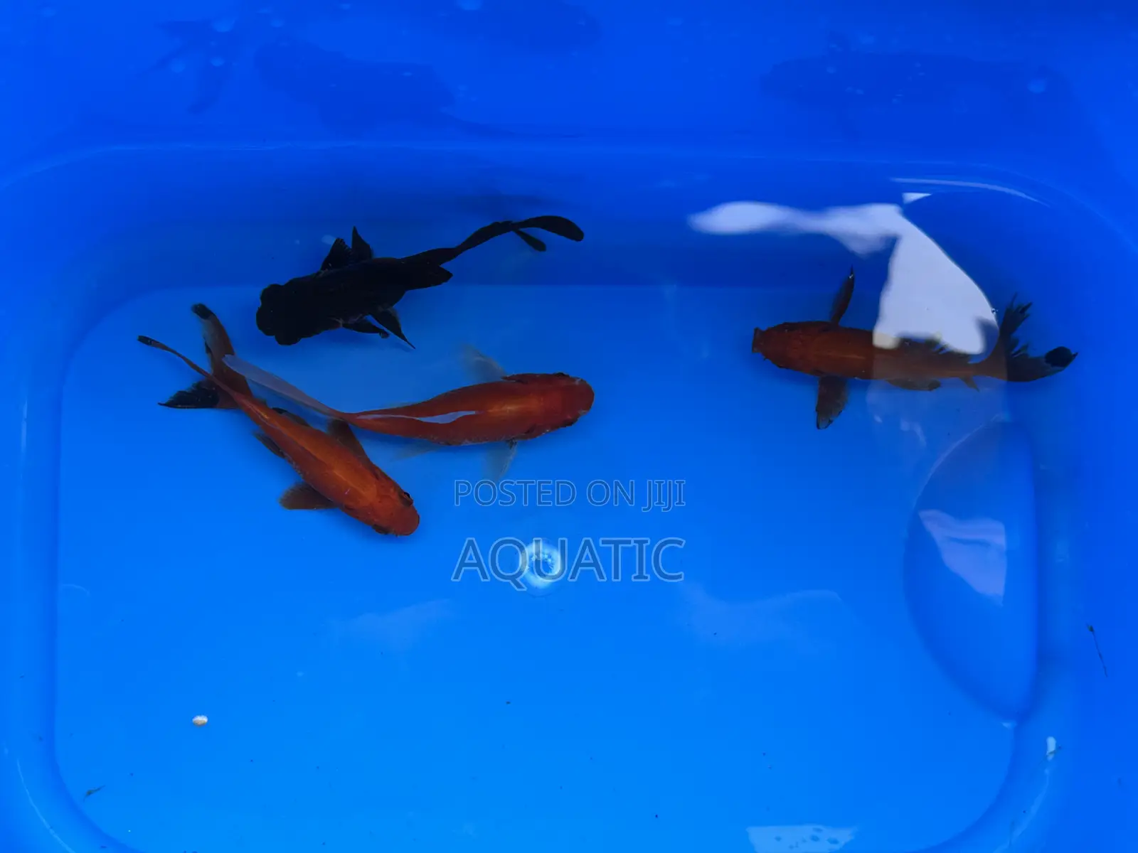 Gold Fishes