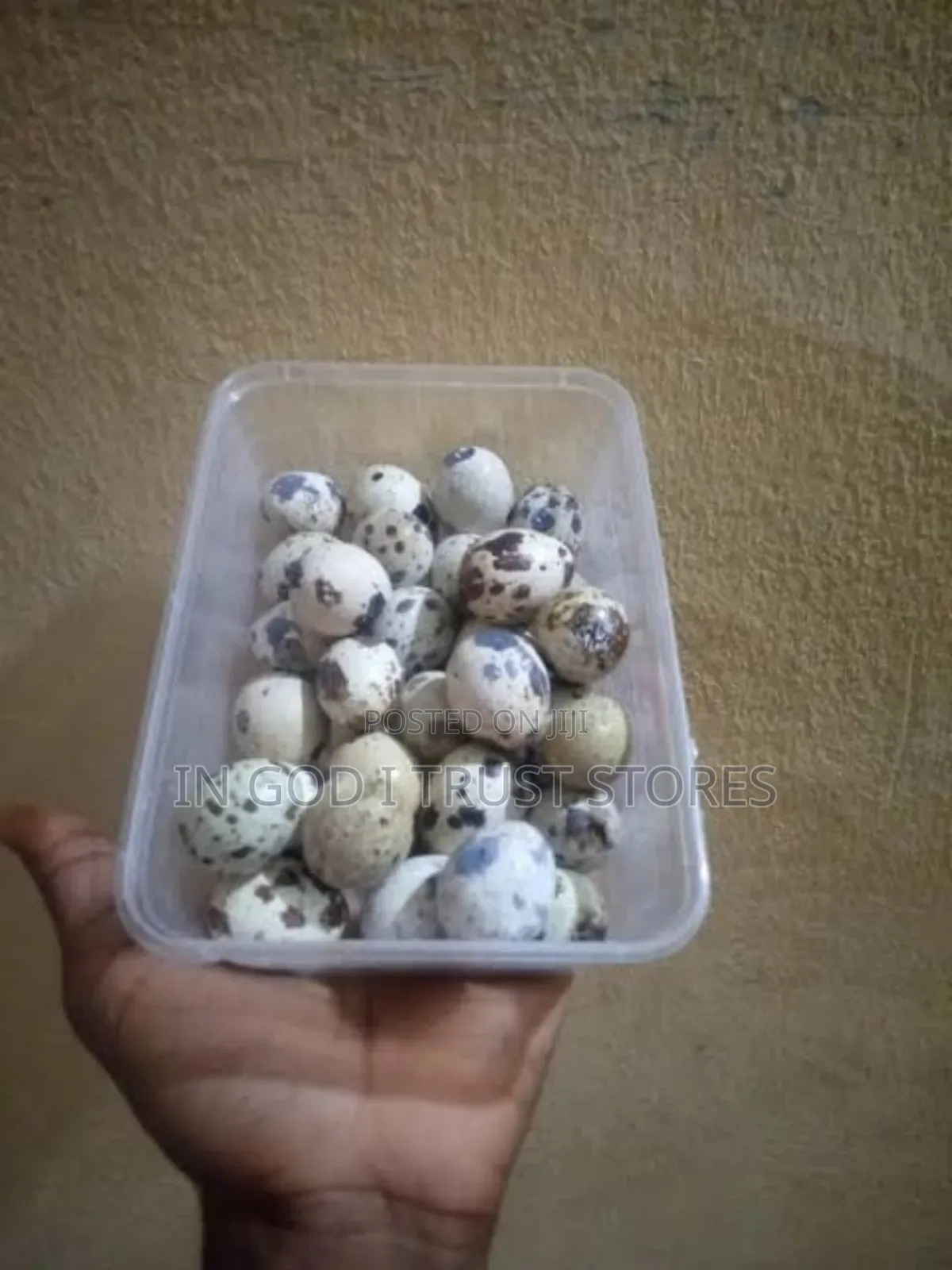 100% Both Fertilizer and Non Fertilizer Quai Eggs Available.