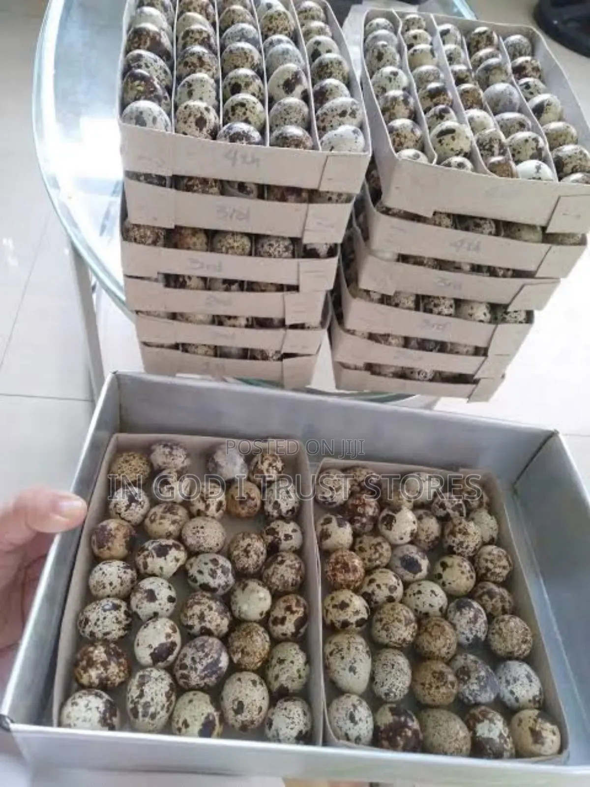 100% Both Fertilizer and Non Fertilizer Quai Eggs Available.