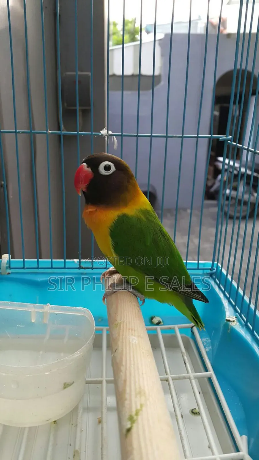Cute Lovebirds