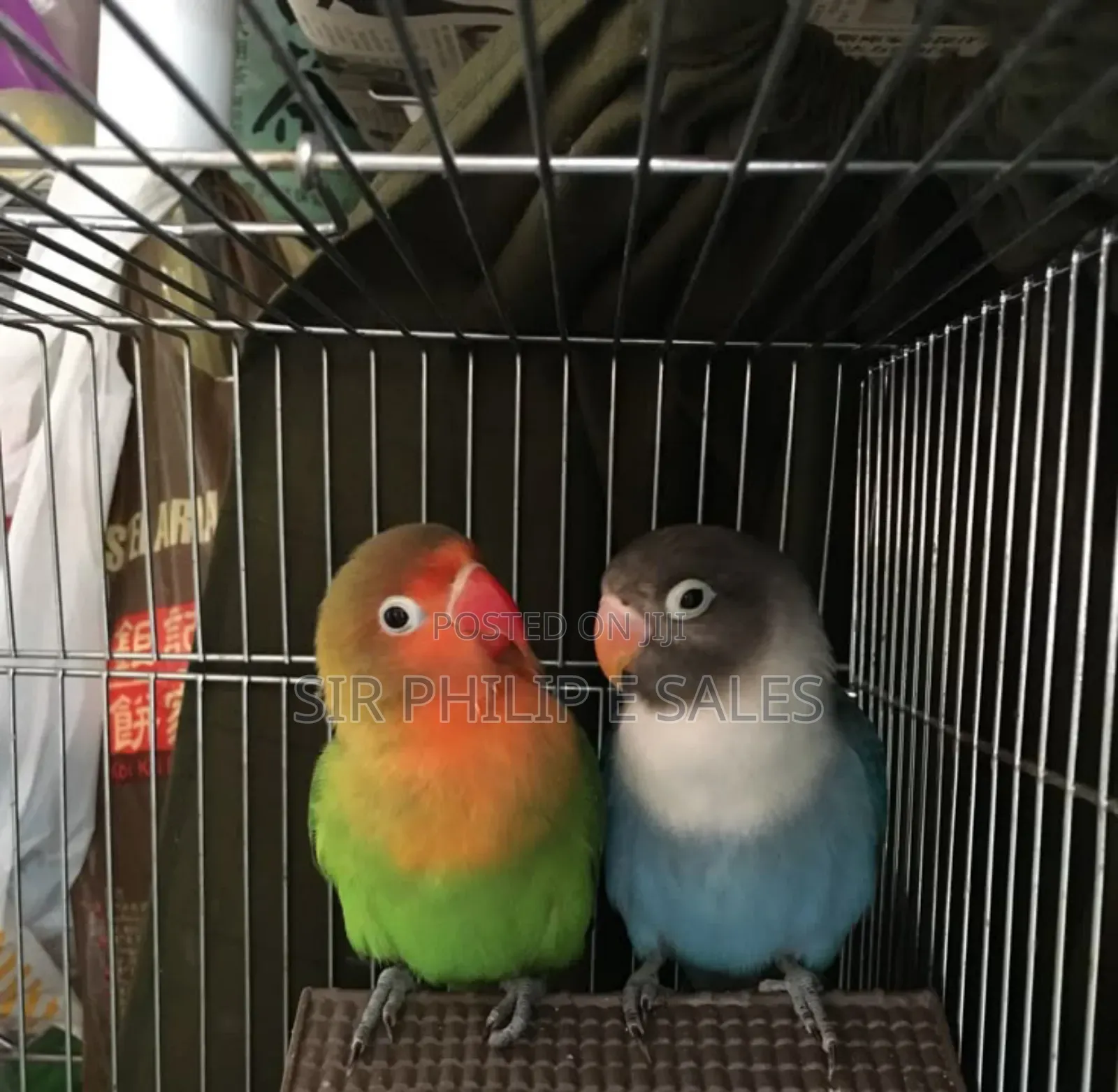 Cute Lovebirds
