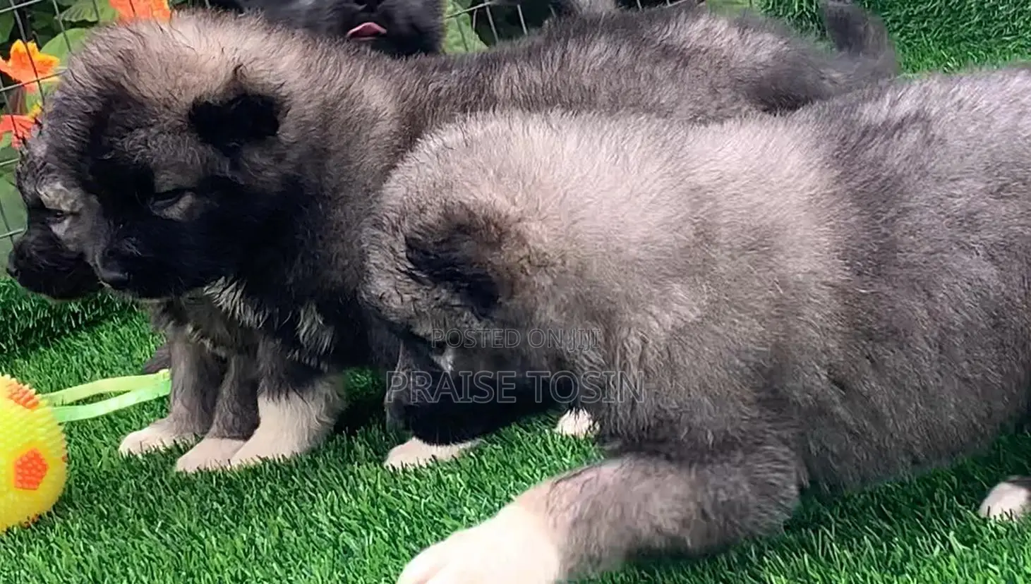 1-3 months Female Purebred Caucasian Shepherd