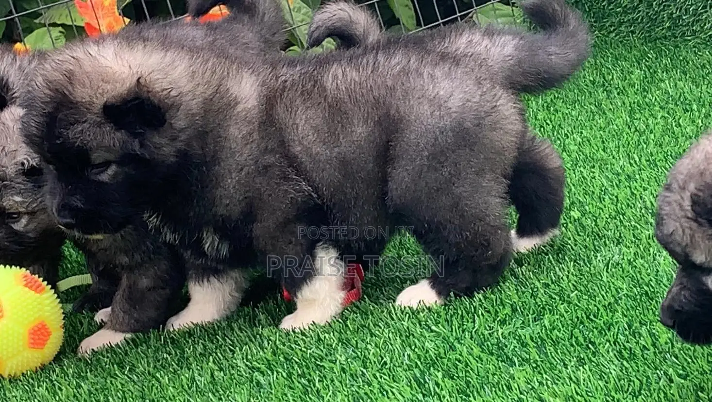 1-3 months Female Purebred Caucasian Shepherd
