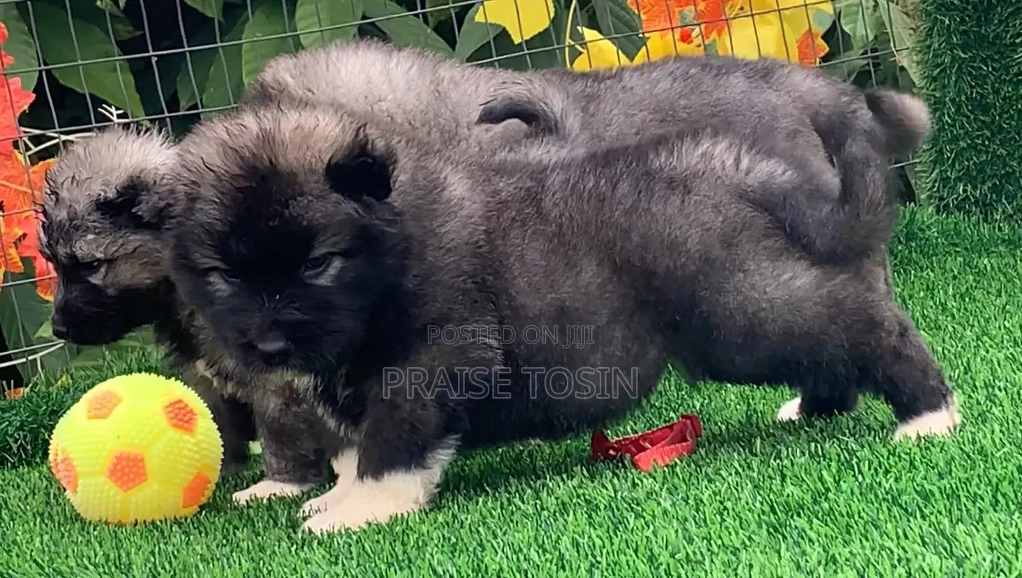 1-3 months Female Purebred Caucasian Shepherd
