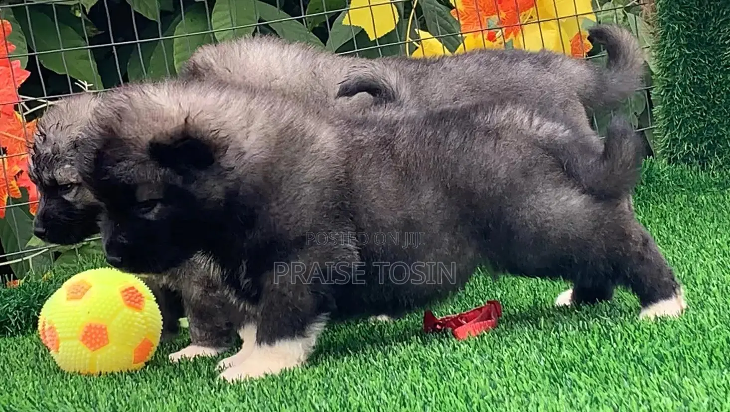 1-3 months Female Purebred Caucasian Shepherd