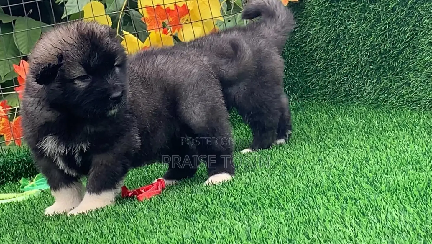 1-3 months Female Purebred Caucasian Shepherd