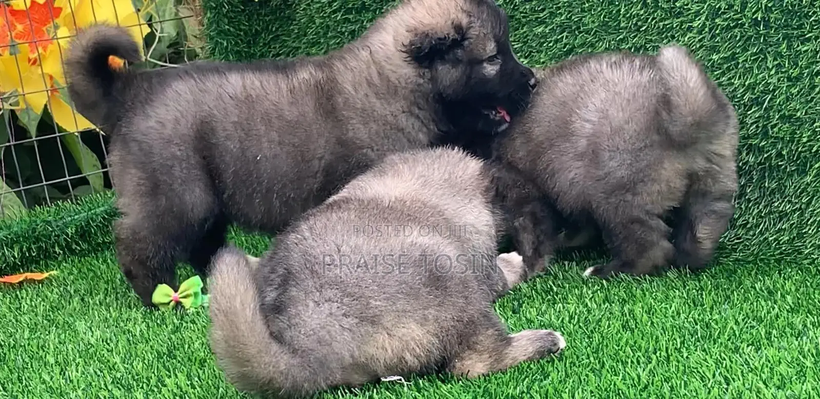 1-3 months Male Purebred Caucasian Shepherd